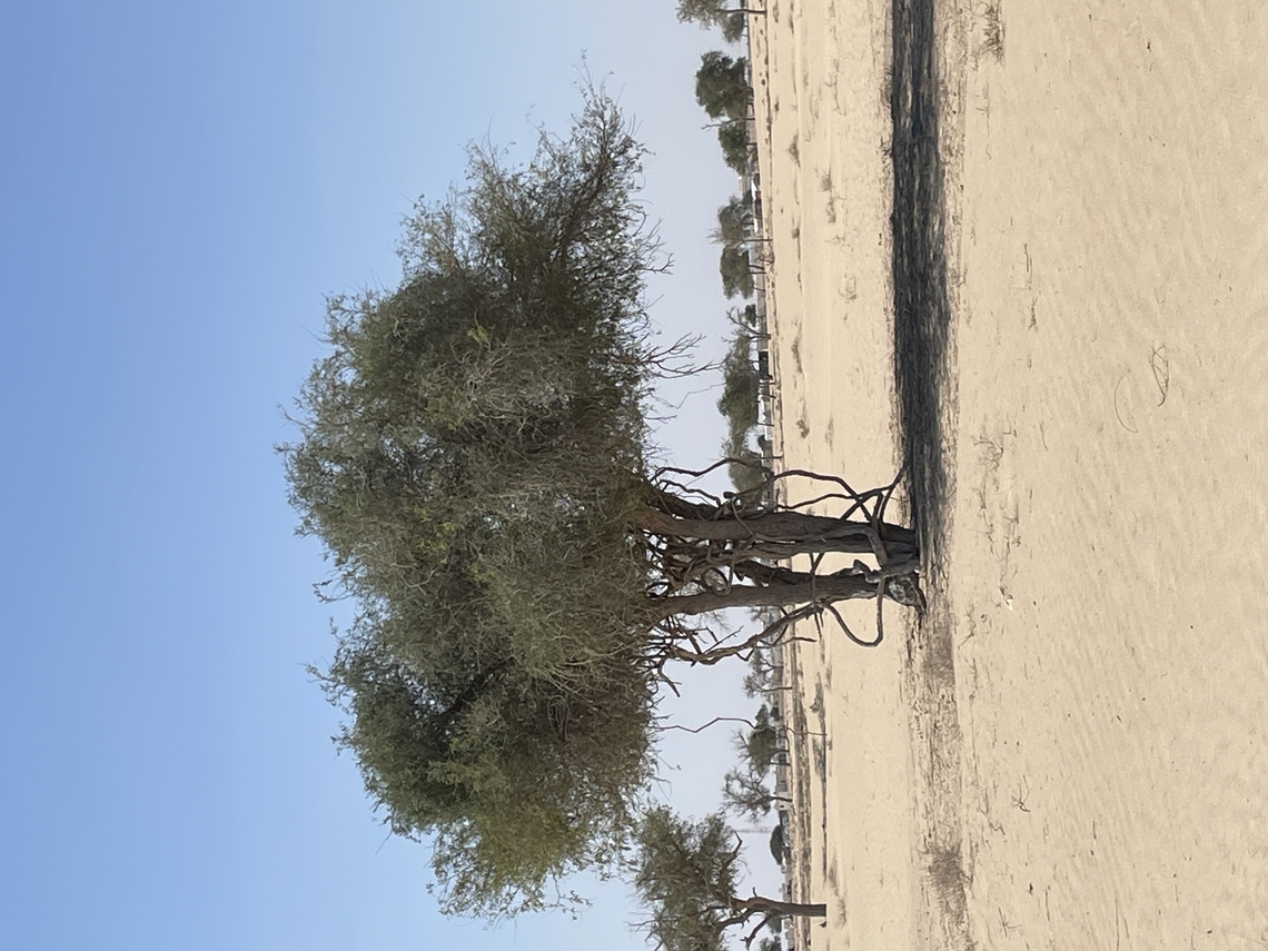 Ghaf Tree Prosopis cineraria  Fall,Geotagged,Indian Mesquite,Oman,Prosopis cineraria