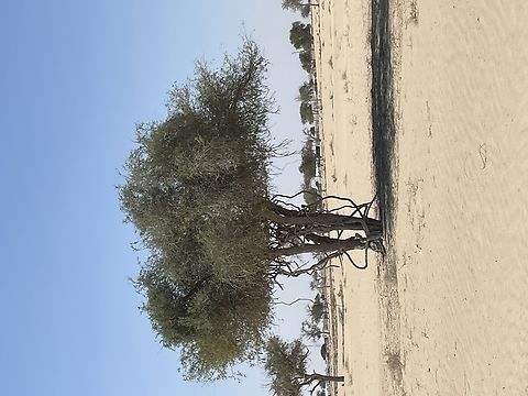 Ghaf Tree Prosopis cineraria  Fall,Geotagged,Indian Mesquite,Oman,Prosopis cineraria