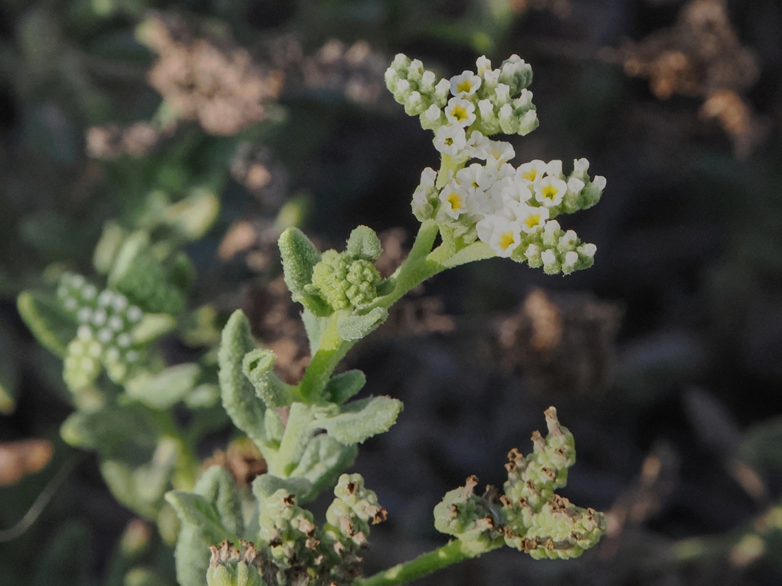Heliotropium fartakense also named Heliotropium bacciferum, probably NearEndemic to Southern Oman and southern Arabia <br />
cp. <a href="https://0-www-ncbi-nlm-nih-gov.brum.beds.ac.uk/Taxonomy/Browser/wwwtax.cgi?mode=Info&amp;id=2785047&amp;lvl=3&amp;keep=1&amp;srchmode=1&amp;unlock&amp;mod;=1&amp;log_op=modifier_toggle" rel="nofollow">https://0-www-ncbi-nlm-nih-gov.brum.beds.ac.uk/Taxonomy/Browser/wwwtax.cgi?mode=Info&amp;id=2785047&amp;lvl=3&amp;keep=1&amp;srchmode=1&amp;unlock&amp;mod;=1&amp;log_op=modifier_toggle</a> Fall,Geotagged,Heliotropium bacciferum,Oman,endemic