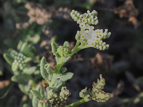 Heliotropium fartakense also named Heliotropium bacciferum, probably NearEndemic to Southern Oman and southern Arabia 
cp. https://0-www-ncbi-nlm-nih-gov.brum.beds.ac.uk/Taxonomy/Browser/wwwtax.cgi?mode=Info&id=2785047&lvl=3&keep=1&srchmode=1&unlock&mod;=1&log_op=modifier_toggle Fall,Geotagged,Heliotropium bacciferum,Oman,endemic