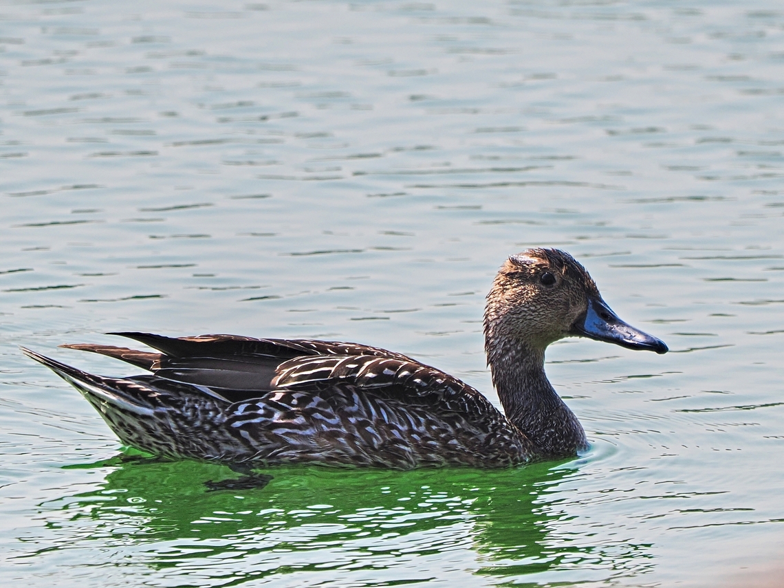 Northern Pintail Airport lagoons, Muskat Anas acuta,Fall,Geotagged,Mascat,Northern Pintail,Oman