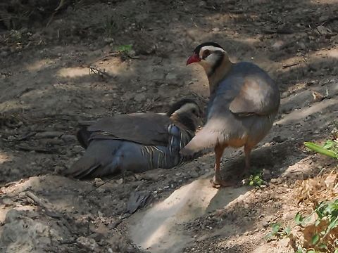 Arabian Partridge a second couple Alectoris melanocephala,Arabian partridge,Fall,Geotagged,Oman