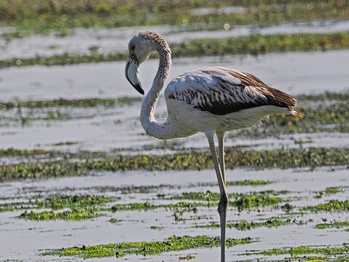 Greater Flamingo juvenile at Filim Fall,Geotagged,Greater flamingo,Oman,Phoenicopterus roseus