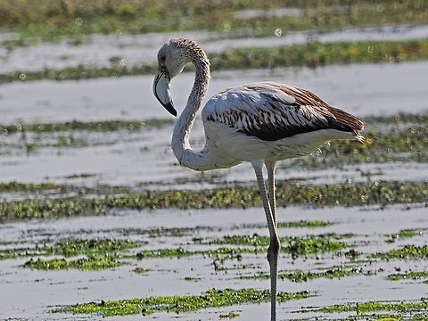 Greater Flamingo juvenile at Filim Fall,Geotagged,Greater flamingo,Oman,Phoenicopterus roseus