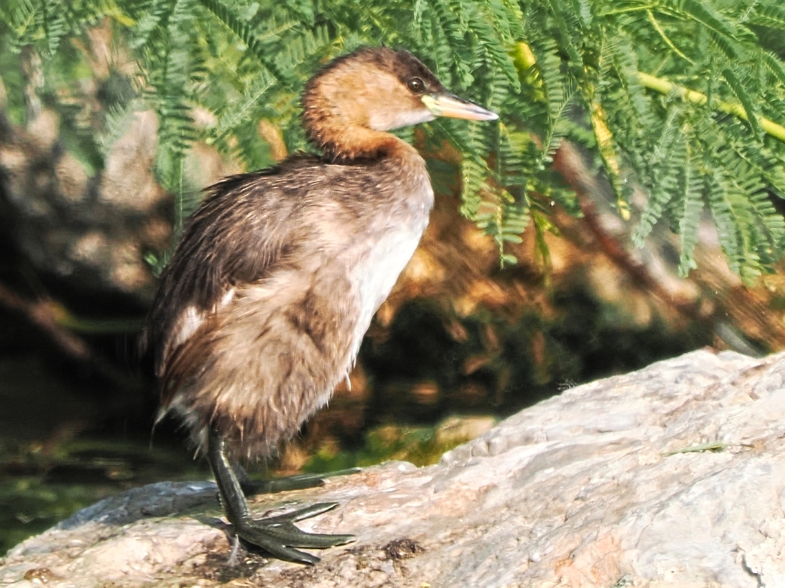 Little Grebe during a shore leave Fall,Geotagged,Little Grebe,Oman,Tachybaptus ruficollis