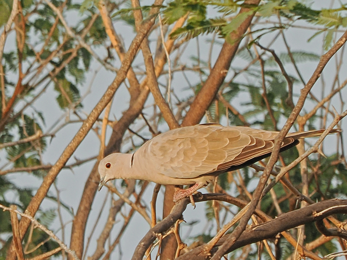 Eurasian Collared Dove  Eurasian collared dove,Fall,Geotagged,Oman,Streptopelia decaocto