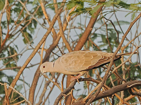 Eurasian Collared Dove  Eurasian collared dove,Fall,Geotagged,Oman,Streptopelia decaocto