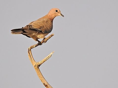 Laughing Dove  Fall,Geotagged,Laughing Dove,Oman,Spilopelia senegalensis