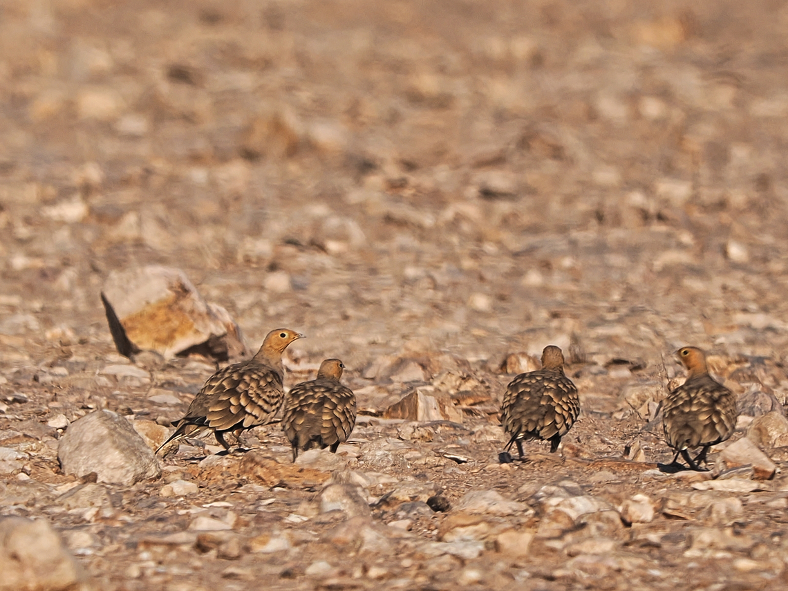 Chestnut-bellied Sandgrouse ssp. erlangeri Chestnut-bellied sandgrouse,Fall,Geotagged,Oman,Pterocles exustus