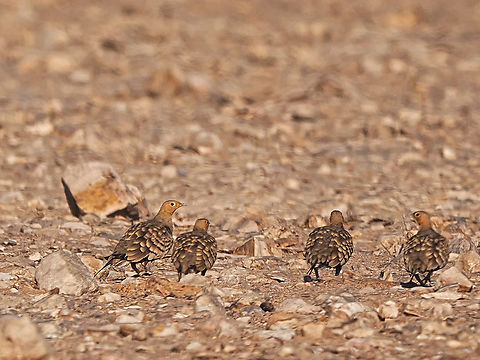 Chestnut-bellied Sandgrouse ssp. erlangeri Chestnut-bellied sandgrouse,Fall,Geotagged,Oman,Pterocles exustus