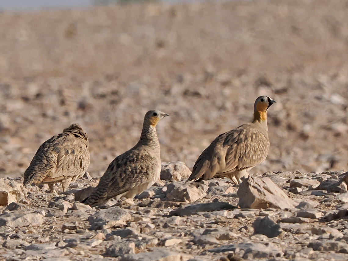 Spotted Sandgrouse  Fall,Geotagged,Oman,Pterocles senegallus,Spotted sandgrouse