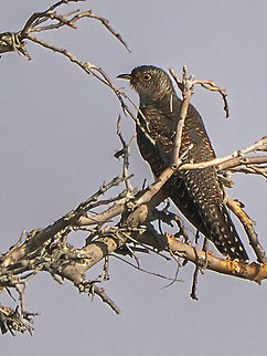 Common Cuckoo  Common Cuckoo,Cuculus canorus,Fall,Geotagged,Oman
