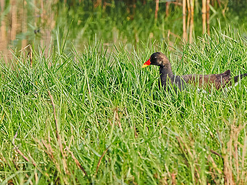 Common Moorhen now Eurasian Moorhen Common Moorhen,Fall,Gallinula chloropus,Geotagged,Oman