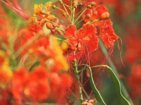 Caesalpinia pulcherrima seen at Qurum Nature Reserve Caesalpinia pulcherrima,Caesalpinia_pulcherrima,Fall,Geotagged,Oman