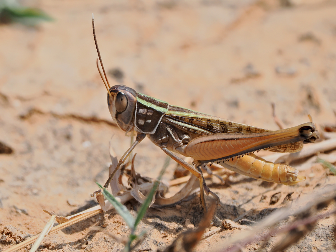 Cataloipus sp. unknown should be Cataloipus sp. Fall,Geotagged,Oman