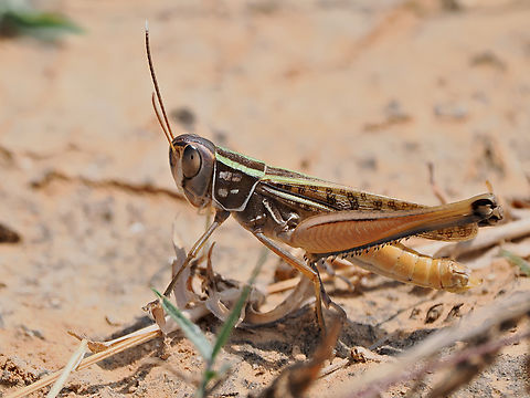 Cataloipus sp. unknown should be Cataloipus sp. Fall,Geotagged,Oman