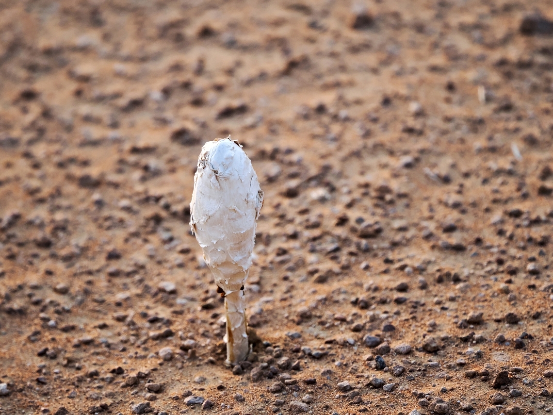Desert Mushroom -> Desert Shaggymane Desert Shaggymane Podaxis pistillaris Desert Shaggymane,Fall,Geotagged,Oman,Podaxis pistillaris