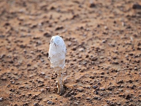 Desert Mushroom -> Desert Shaggymane Desert Shaggymane Podaxis pistillaris Desert Shaggymane,Fall,Geotagged,Oman,Podaxis pistillaris