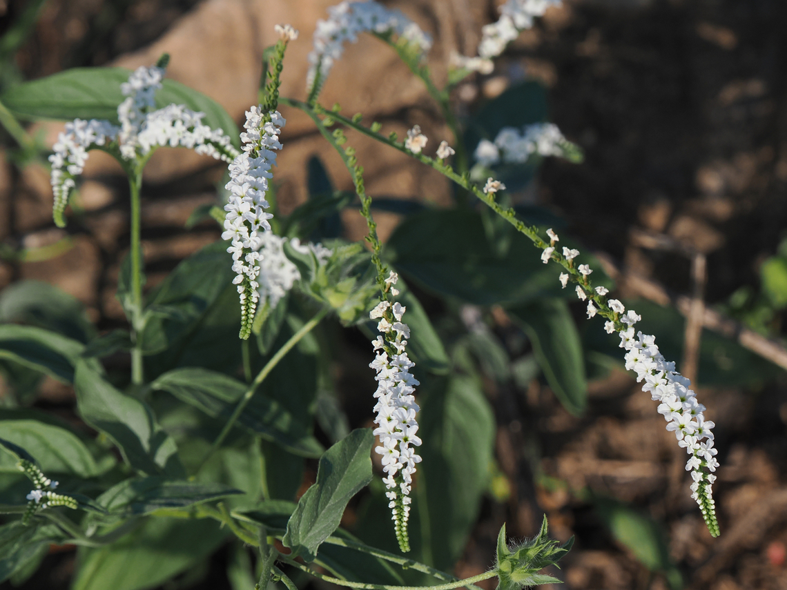 Heliotropium longiflorum missing in enWP <a href="https://en.wikipedia.org/wiki/Heliotropium_longiflorum" rel="nofollow">https://en.wikipedia.org/wiki/Heliotropium_longiflorum</a> Fall,Geotagged,Heliotropium longiflorum,Oman,heliotropium longiflorum