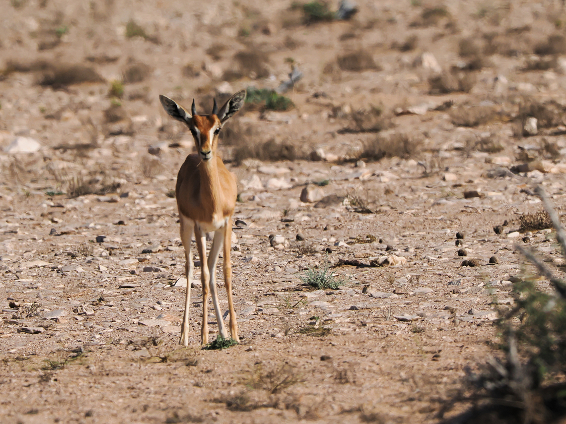 Mountain Gazelle at former Arabian Oryx Reserve, now named as Wildlife Reserve in Al Wusta Fall,Gazella gazella,Geotagged,Mountain gazelle,Oman