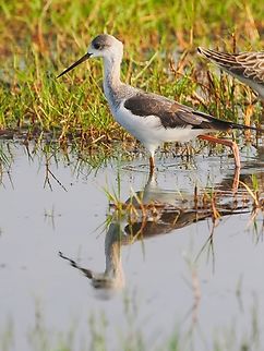 Black-winged Stilt juvenile at East Khawr, Salala (behind Ruff) Black-winged stilt,Fall,Geotagged,Himantopus himantopus,Oman