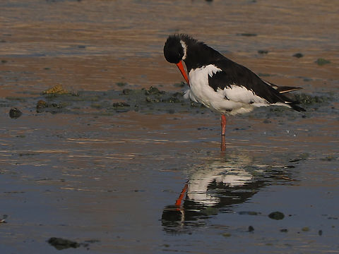 Eurasian Oystercatcher  Eurasian oyster catcher,Fall,Geotagged,Haematopus ostralegus,Oman