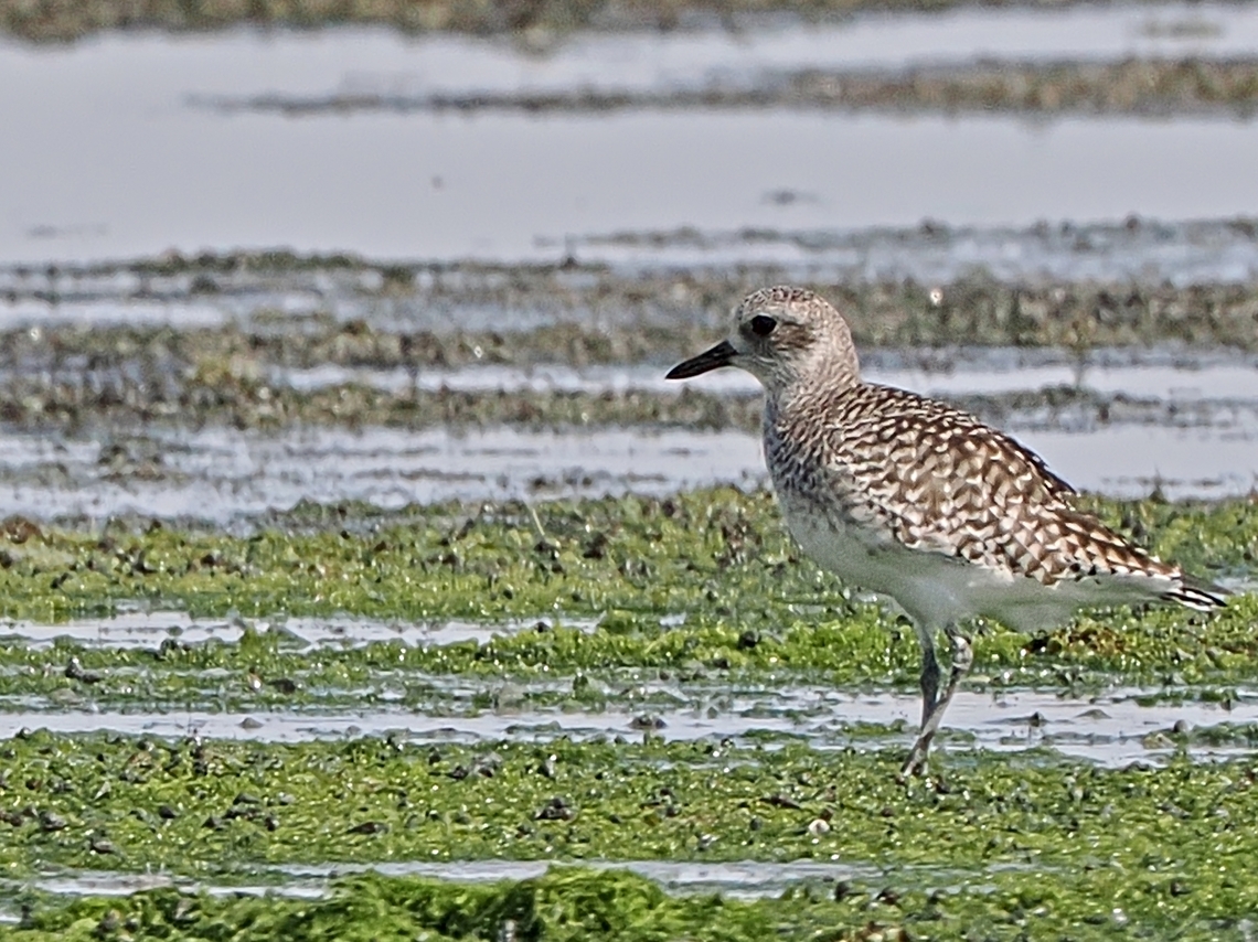 Grey Plover now Black-bellied Plover at Barr Al Hikman Fall,Geotagged,Grey plover,Oman,Pluvialis squatarola