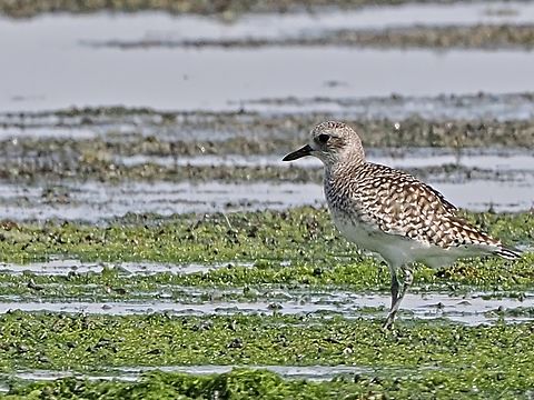 Grey Plover now Black-bellied Plover at Barr Al Hikman Fall,Geotagged,Grey plover,Oman,Pluvialis squatarola