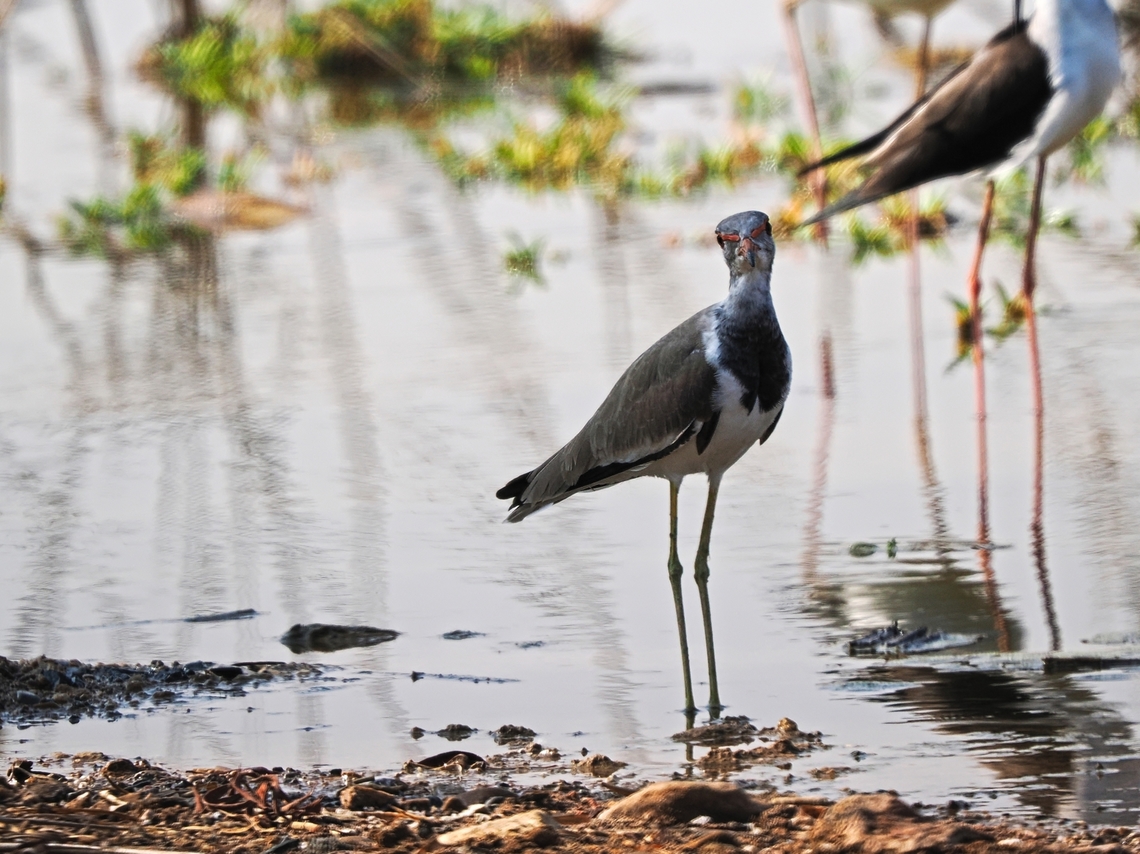Red-wattled Lapwing juvenile Fall,Geotagged,Oman,Red Wattl,Vanellus indicus
