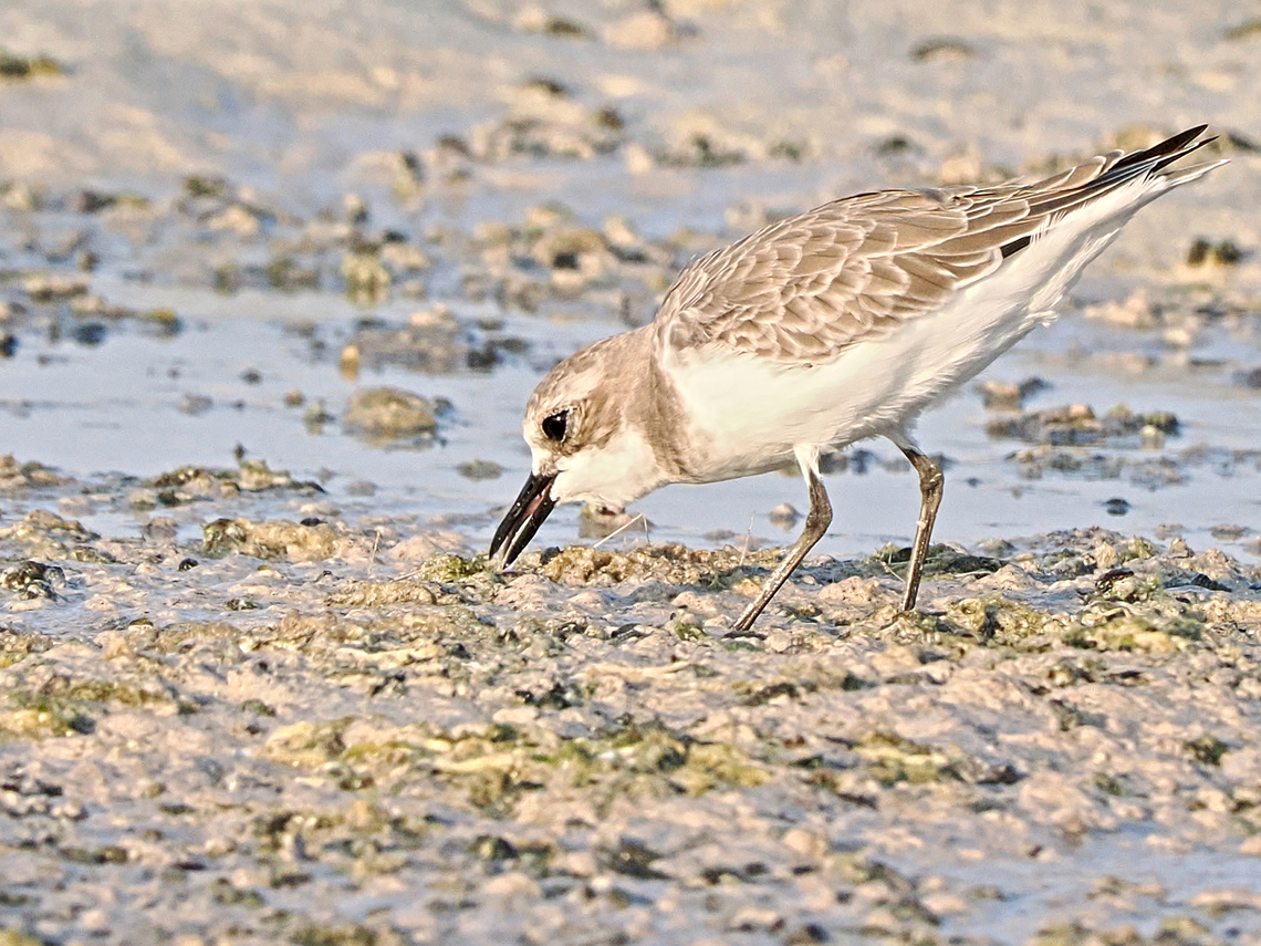 Greater Sand Plover  Charadrius leschenaultii,Fall,Geotagged,Greater sand plover,Oman