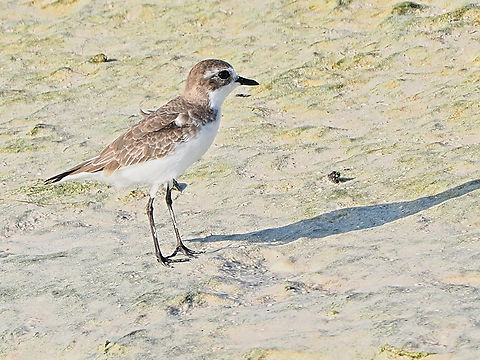 Kentish Plover  Charadrius alexandrinus,Fall,Geotagged,Kentish plover,Oman