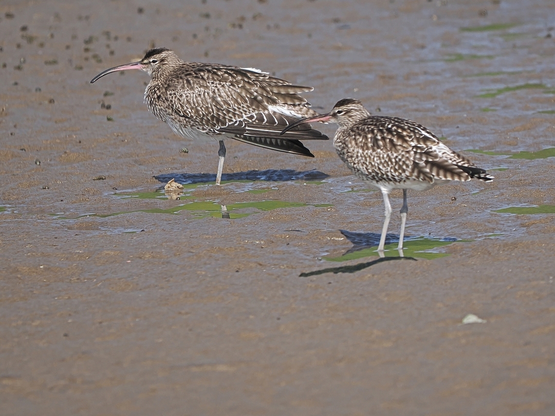 Whimbrel  Fall,Geotagged,Numenius phaeopus,Oman,Whimbrel