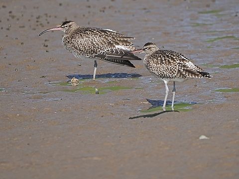 Whimbrel  Fall,Geotagged,Numenius phaeopus,Oman,Whimbrel