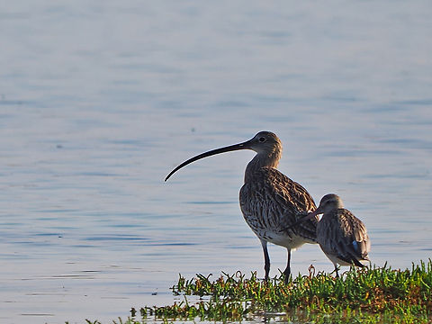 Eurasian Curlew together with Bar-tailed Godwit Eurasian Curlew,Fall,Geotagged,Numenius arquata,Oman