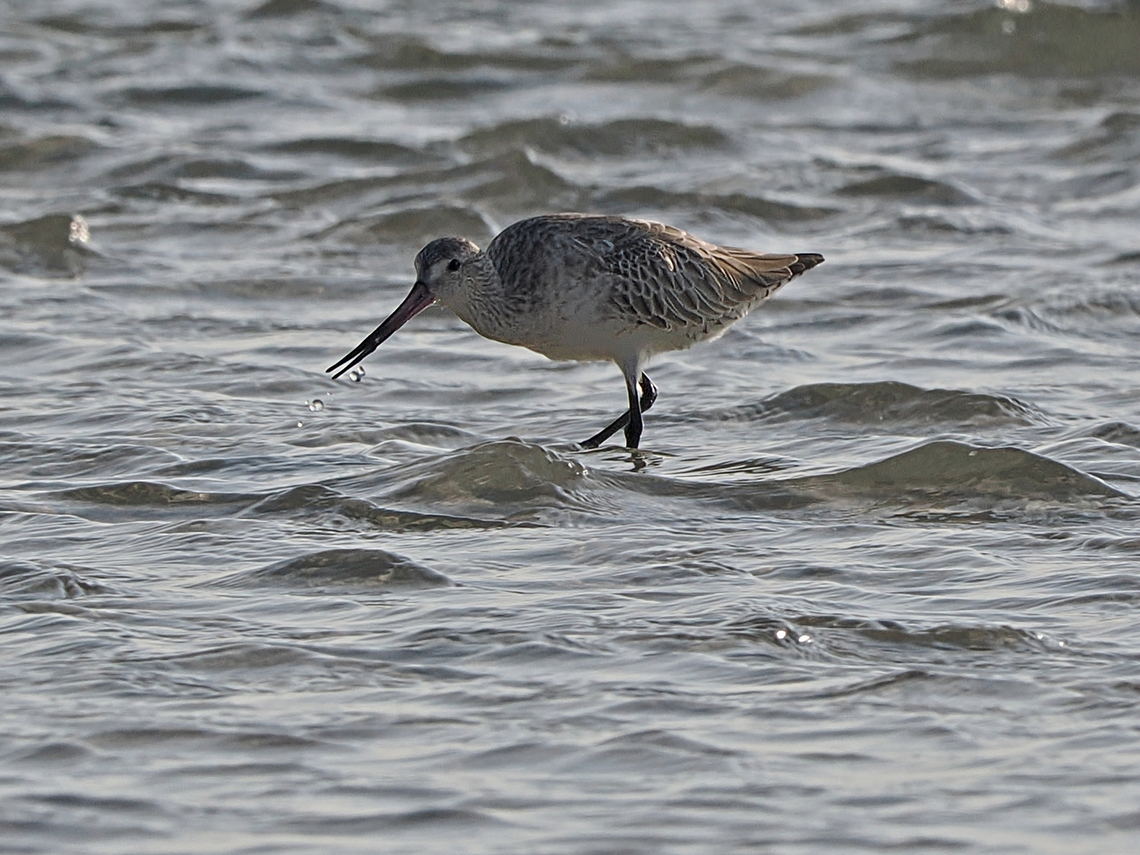 Bar-tailed Godwit  Bar-tailed Godwit,Fall,Geotagged,Limosa lapponica,Oman