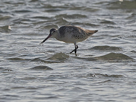 Bar-tailed Godwit  Bar-tailed Godwit,Fall,Geotagged,Limosa lapponica,Oman