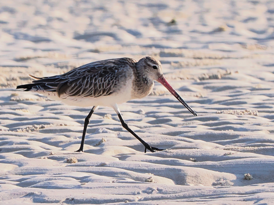 Black-tailed_Godwit  Black-tailed Godwit,Fall,Geotagged,Limosa limosa,Oman