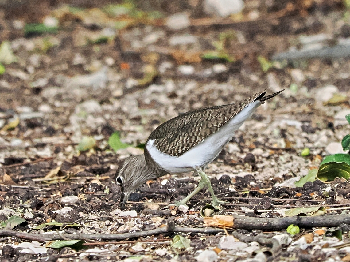 Common Sandpiper  Actitis hypoleucos,Common sandpiper,Fall,Geotagged,Oman
