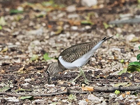 Common Sandpiper  Actitis hypoleucos,Common sandpiper,Fall,Geotagged,Oman