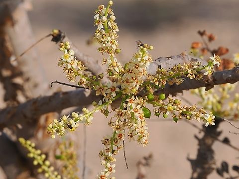 Boswellia sacra, flowers Boswellia sacra, flowers at Wadi Dawkah (وادي دوكه ) Boswellia sacra,Fall,Geotagged,Oman,Wadi Dawkah