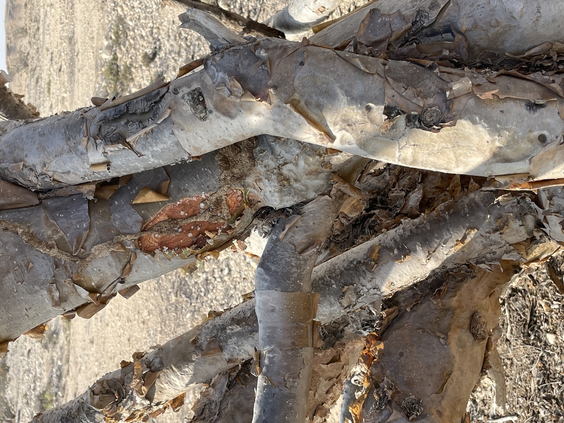 Boswellia sacra details of gaining Frankincense by cutting into the bark Boswellia sacra,Fall,Geotagged,Oman,Wadi Dawkah