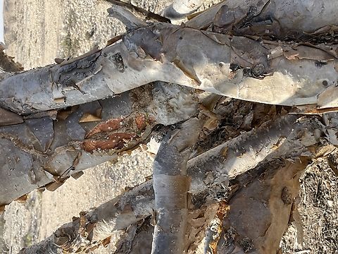 Boswellia sacra details of gaining Frankincense by cutting into the bark Boswellia sacra,Fall,Geotagged,Oman,Wadi Dawkah
