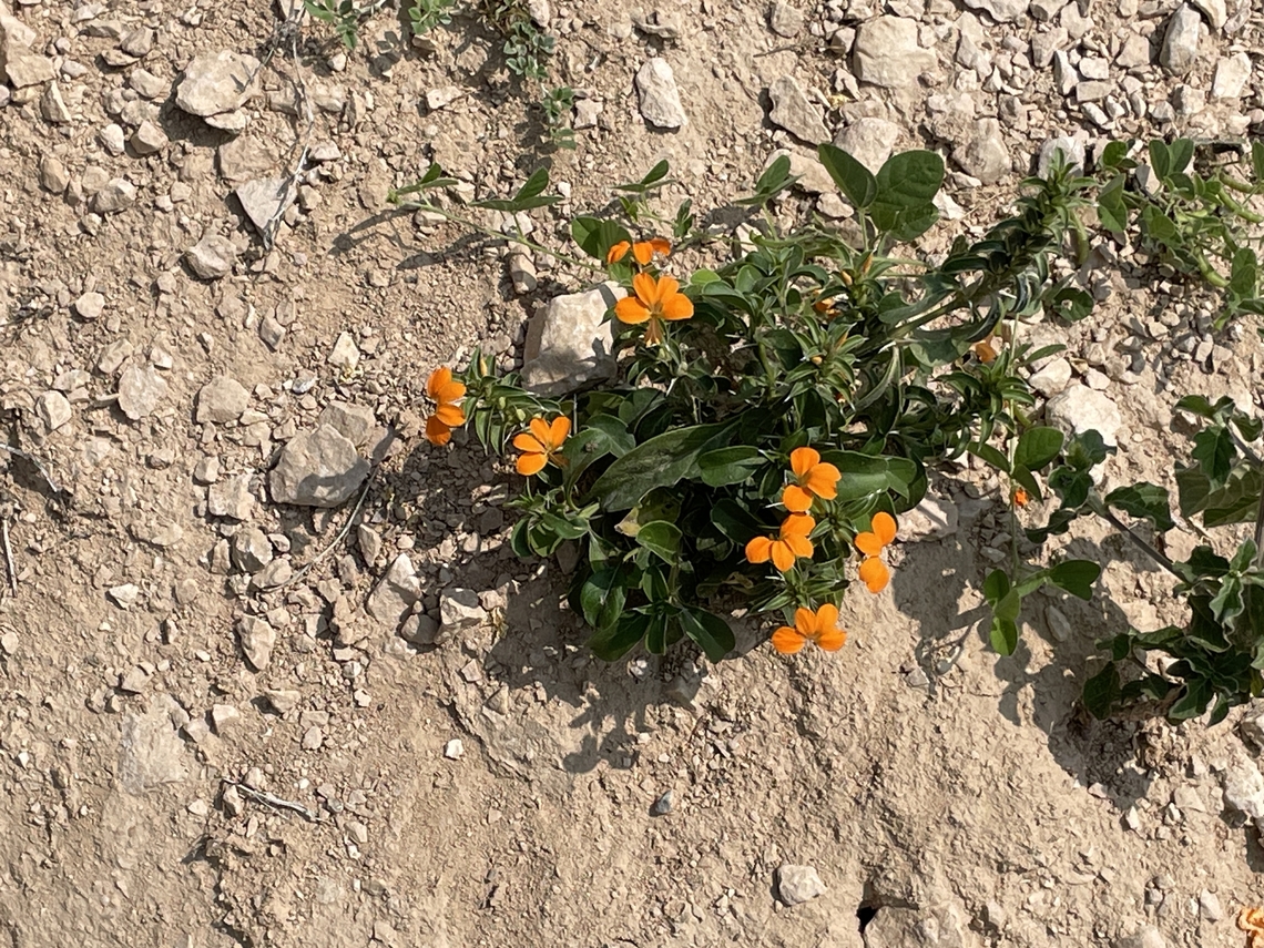 Erysimum cheiri at Fazayah Beach Erysimum cheiri,Fall,Geotagged,Oman,Wallflower