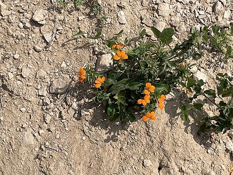 Erysimum cheiri at Fazayah Beach Erysimum cheiri,Fall,Geotagged,Oman,Wallflower