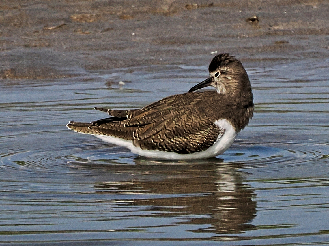 Green Sandpiper_P1019902  Fall,Geotagged,Green sandpiper,Oman,Tringa ochropus