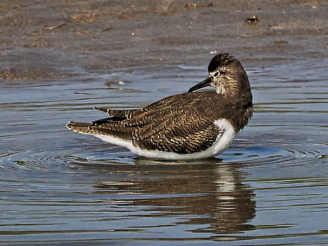 Green Sandpiper_P1019902  Fall,Geotagged,Green sandpiper,Oman,Tringa ochropus