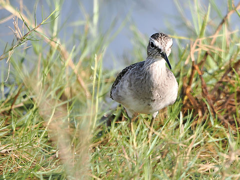 Marsh Sandpiper  Fall,Geotagged,Marsh Sandpiper,Oman,Tringa stagnatilis