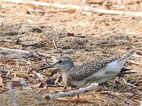 Wood Sandpiper on the ground Fall,Geotagged,Oman,Tringa glareola,Wood Sandpiper