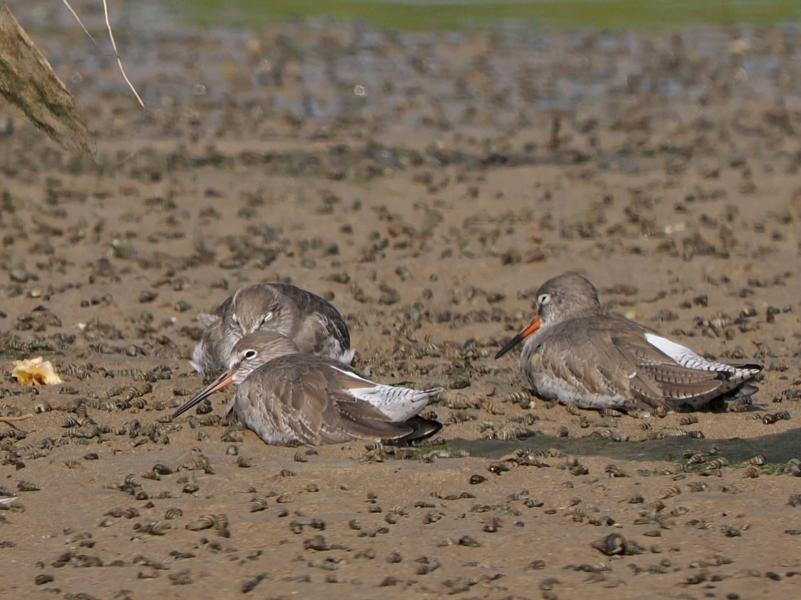 Spotted Redshank  Fall,Geotagged,Mascat,Oman,Spotted redshank,Tringa erythropus