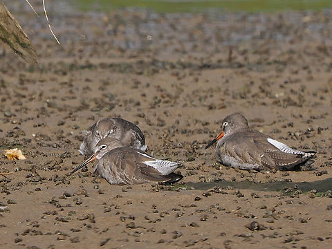 Spotted Redshank  Fall,Geotagged,Mascat,Oman,Spotted redshank,Tringa erythropus